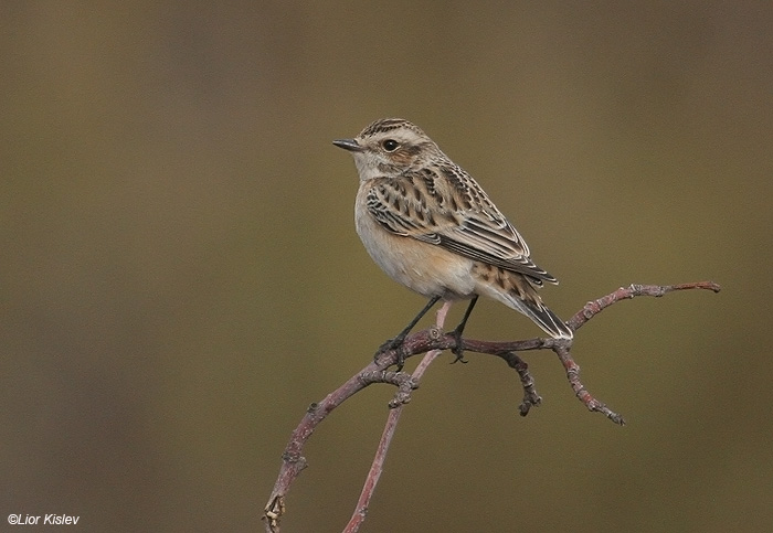        Whinchat Saxicola rubetra                        , , 2009.: 